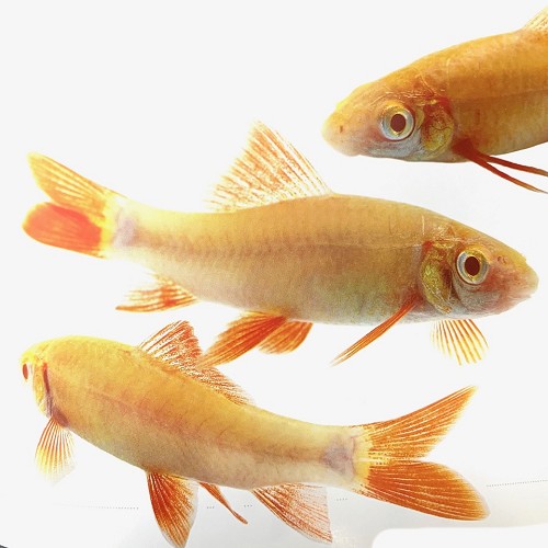 Epalzeorhynchos frenatus albino - Red fin shark albino M